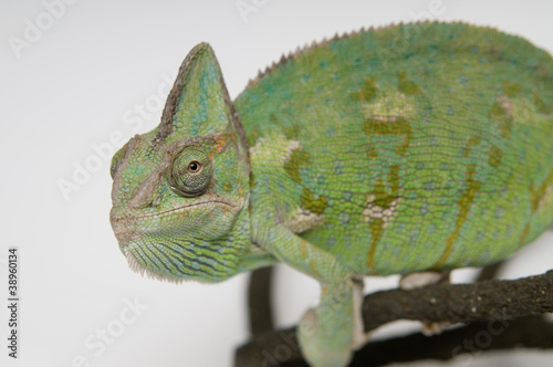 Chameleon face extreme closeup