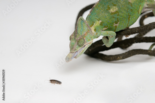 Chameleon hunting