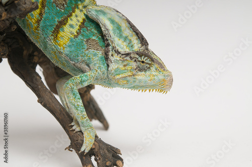 Chameleon on white background closeup