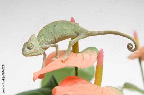 Chameleon baby on pink flower