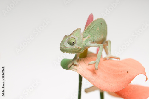 Chameleon baby on pink flower
