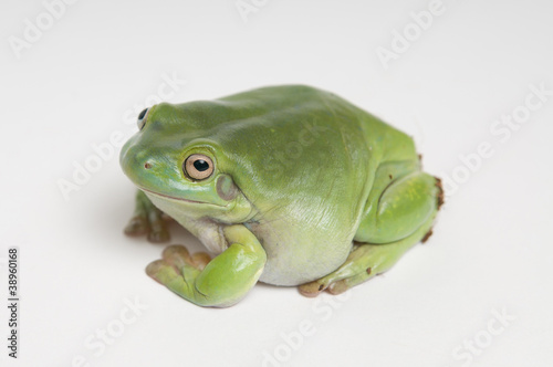 Australian green tree frog