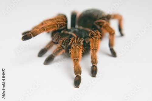 Mexican Red-kneed Tarantula