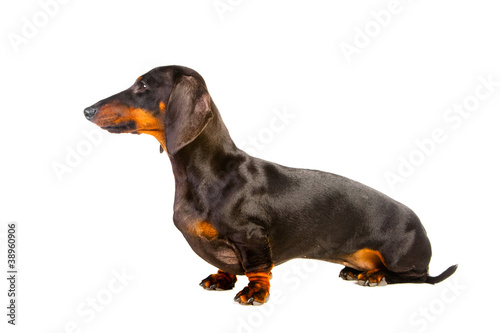 sitting Dachshund Dog on isolated white