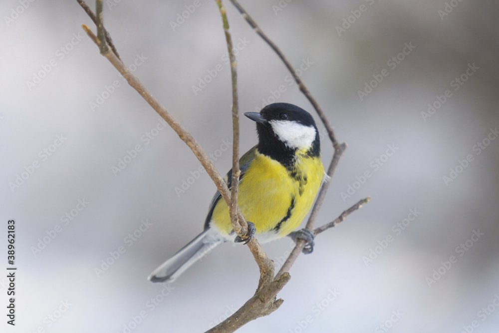 Fototapeta premium Great Tit , Parus major