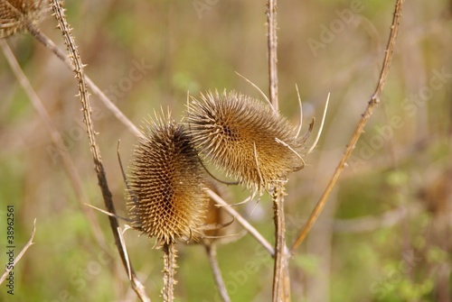 Wild teasel with dried heads