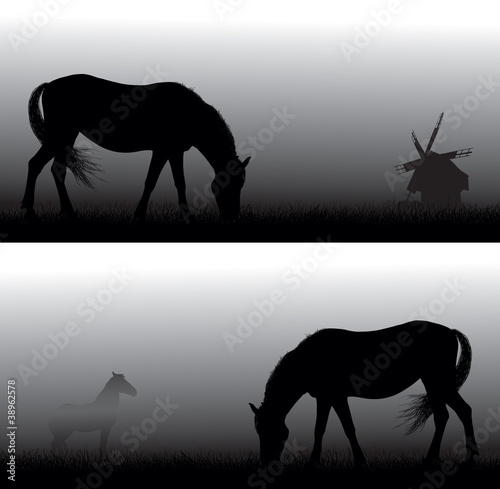 Feeding horse silhouettes  in  fog . Old windmill in background