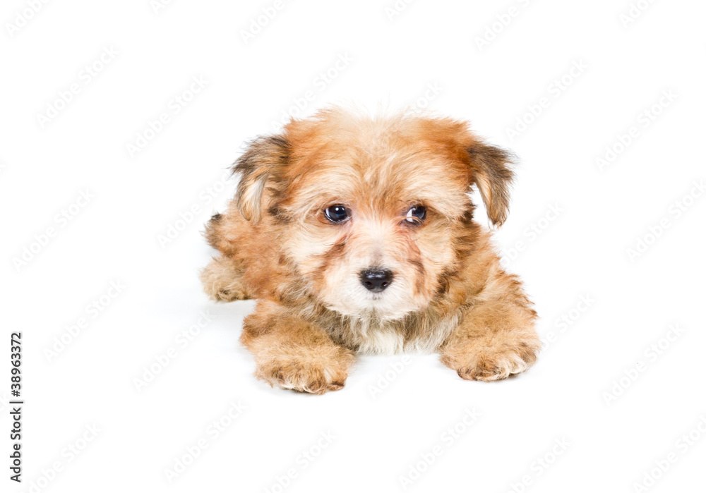 Puppy yorkshire terrier on the white background Puppy yorkshire terrier on the white background