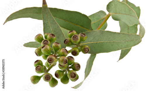 eucalyptus photo