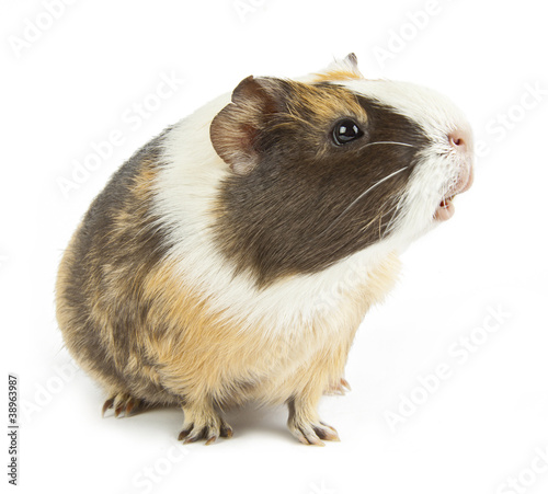 guinea