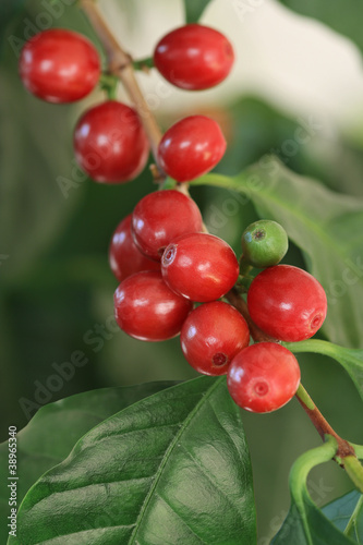 Fotografi Coffea arabica, coffee tree, Kaffeekirschen