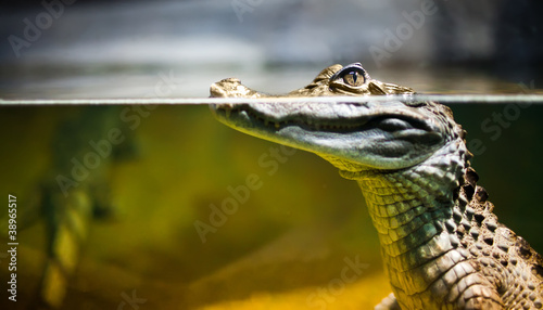 Close up of spectacled caiman in water