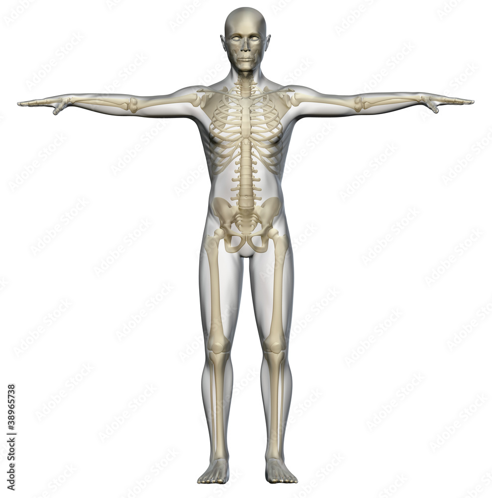 Scheletro e corpo umano