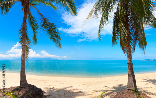 panoramic tropical beach with coconut palm. Koh Samui, Thailand