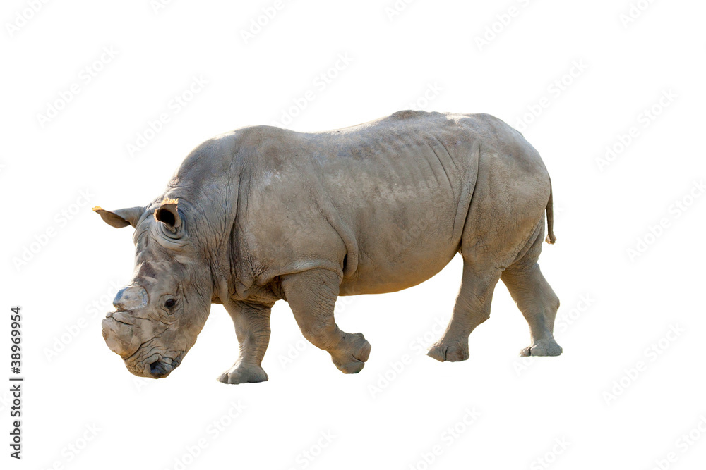 Rhinoceros isolated on white with clipping path Rhinoceros isolated on white with clipping path