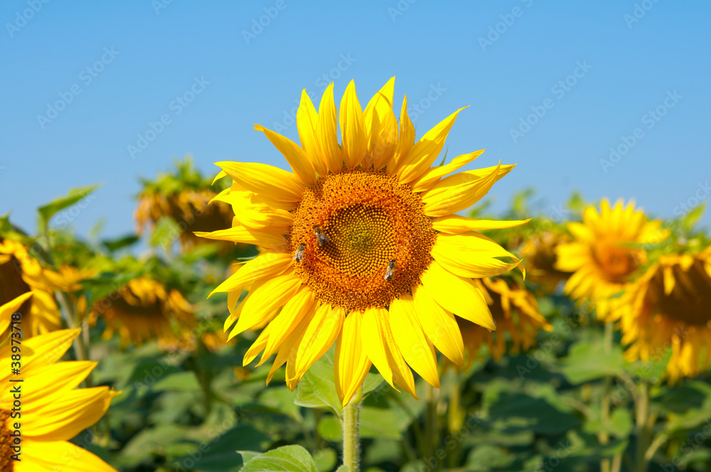 sunflowers