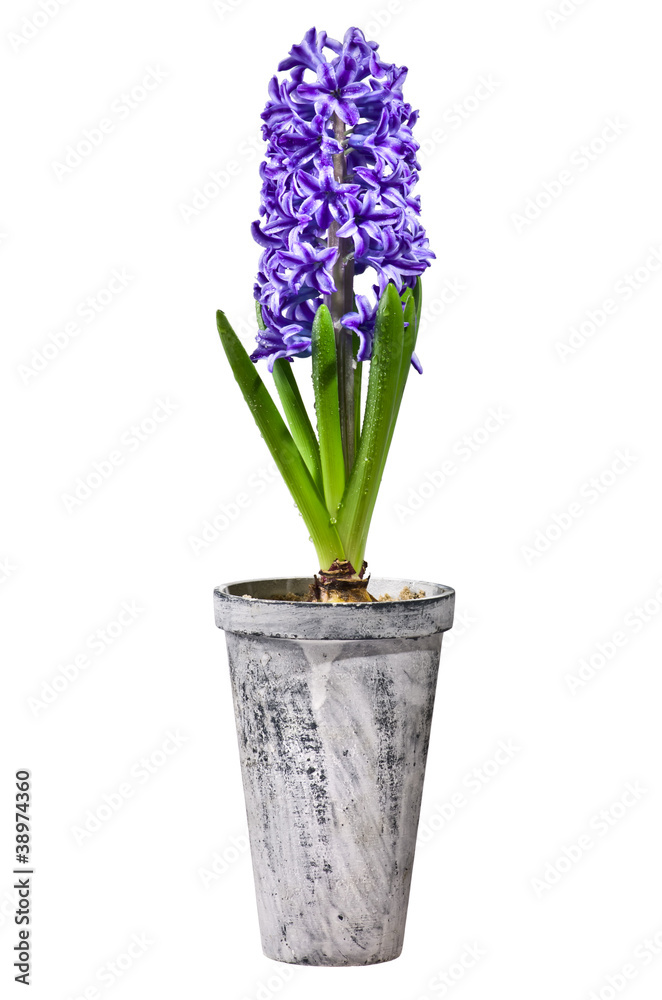 Purple hyacinth