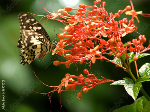 Butterfly on a flower #38974701