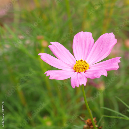 Pink flower of cosmos