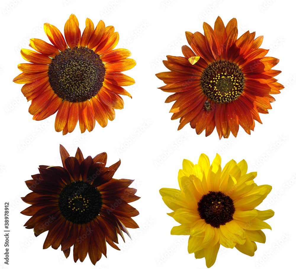 Naklejka premium Decorative sunflowers