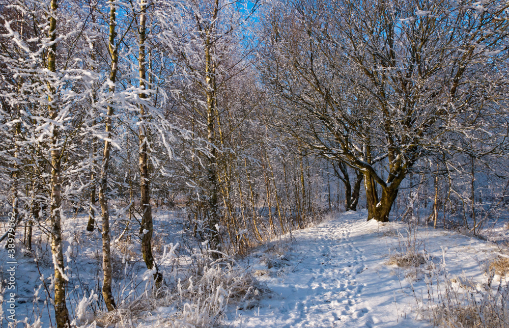 Footpath between frosted trees in a winter forest. Footpath between frosted trees in a winter forest.
