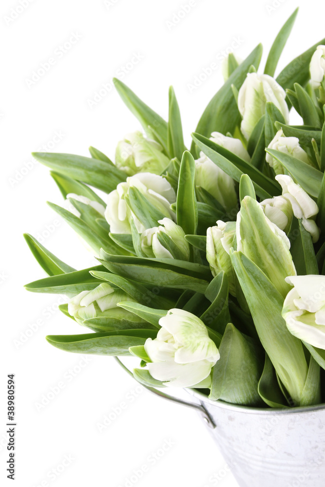 Tulips Tulips