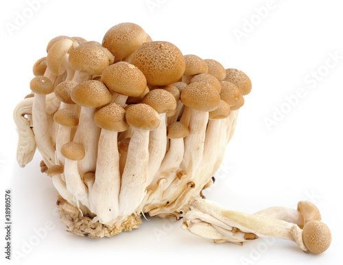 fresh mushroom group on white background