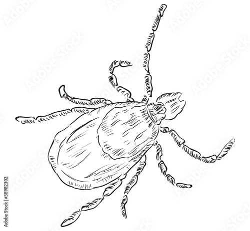 House dust mite