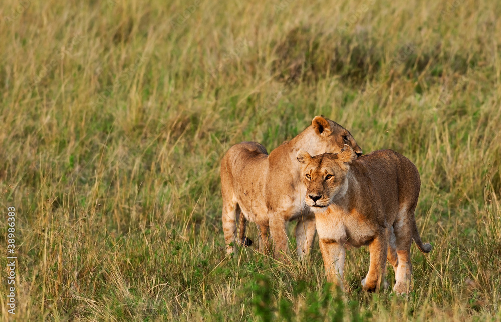 African Lionesses in the Maasai Mara National Park, Kenya African Lionesses in the Maasai Mara National Park, Kenya
