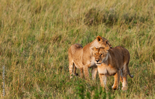 African Lionesses in the Maasai Mara National Park  Kenya