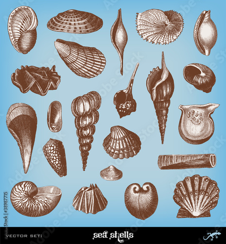 Engraving vintage shell set.