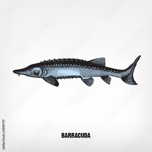 Engraving vintage Barracuda.