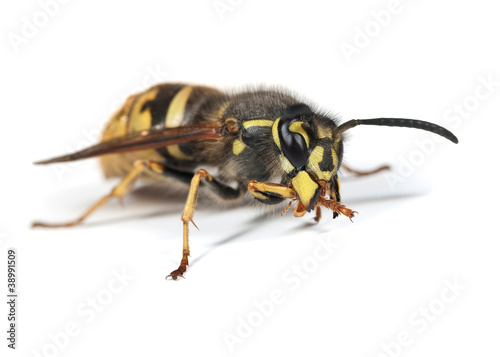 Wasp - Vespula vulgaris Queen grooming