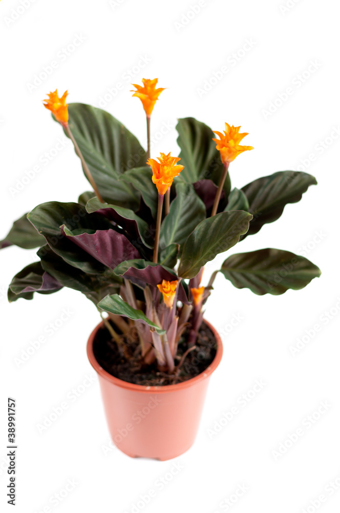 Indoor flower Kalateya Krokata isolated on white background