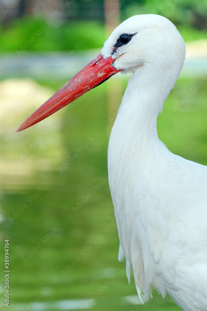 Fototapeta premium Head of a stork on the lake background