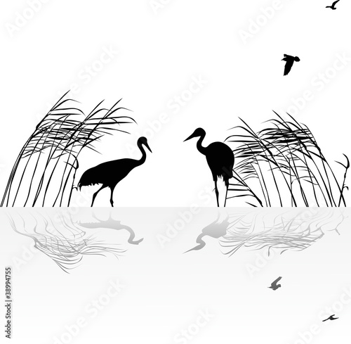 two cranes in rush with reflection
