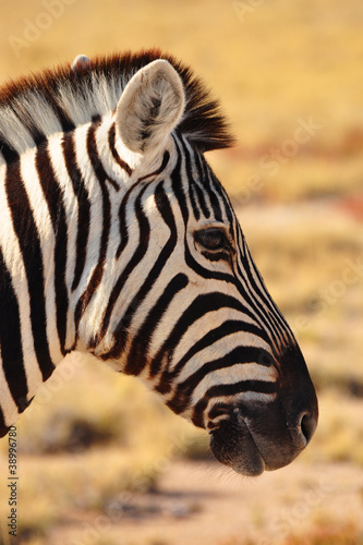 Zebrakopf in Namibia