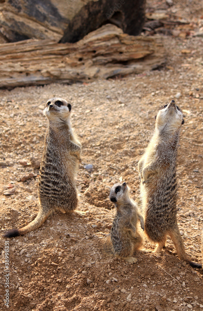 Fototapeta premium Meerkats (Suricata suricatta )
