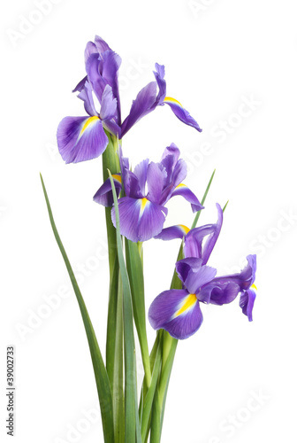 Fototapeta Naklejka Na Ścianę i Meble -  Group of iris flowers