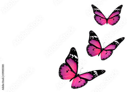 Three violet butterflies, isolated on white background