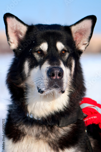 Obraz na płótnie husky dog w salonie