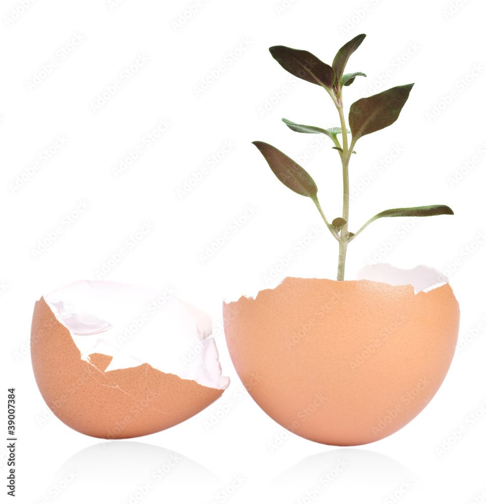 Egg Shell and Plant Egg Shell and Plant