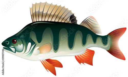 Perch,  fish vector image