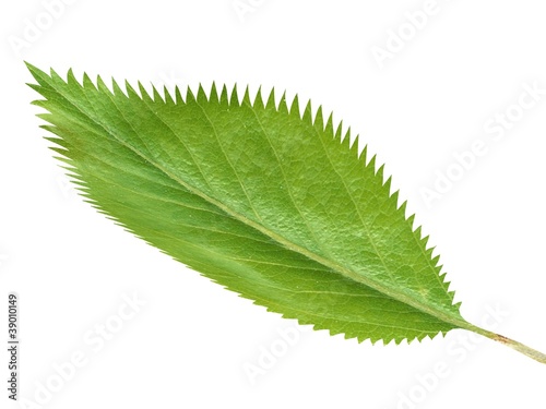 Green fresh leaf isolated on white background