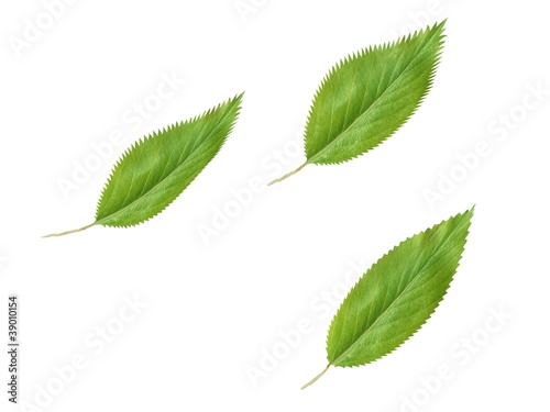Green fresh leaves isolated on white background