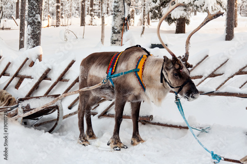 reindeer and sleigh