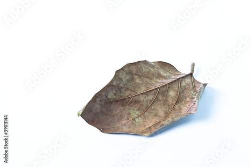 Dry leaves isolated