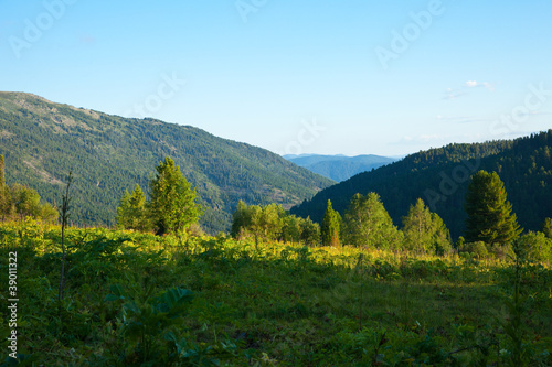 Forest mountains