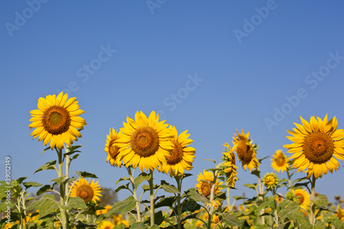 Sun flower