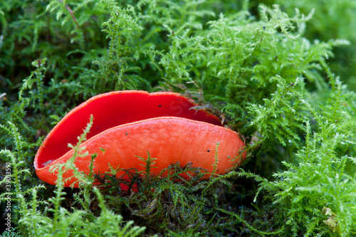 Sarcoscypha coccinea between moss photo